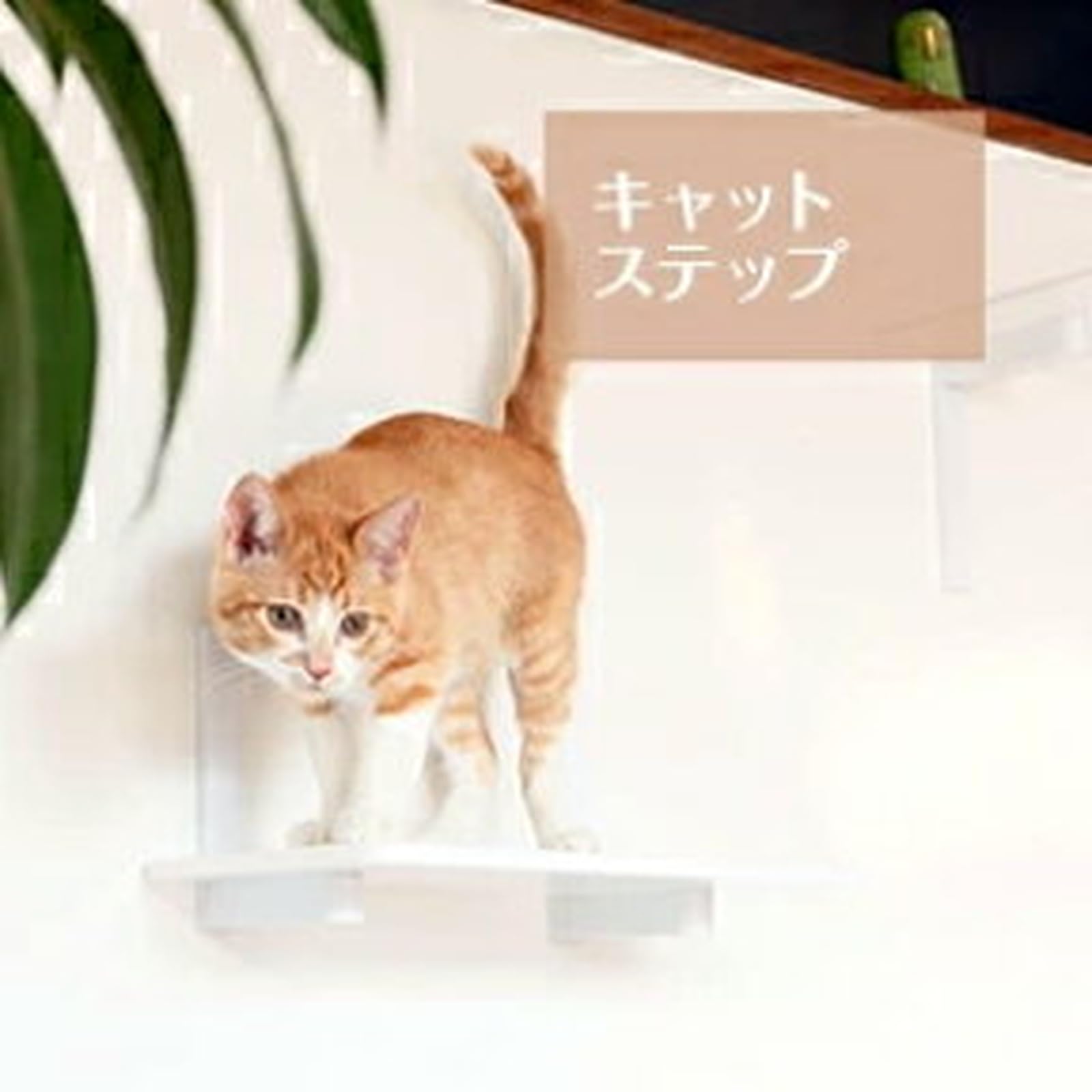 Amazon.co.jp: animacolle アニマコレ CATROAD+ キャットロードプラス