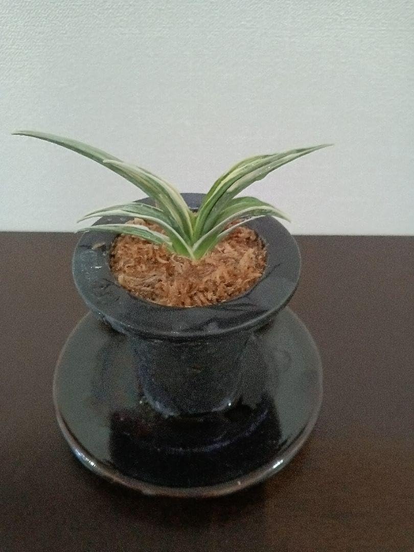 万年青「三河錦」 Amazon.co.jp: 万年青「三河錦」 : おもちゃ