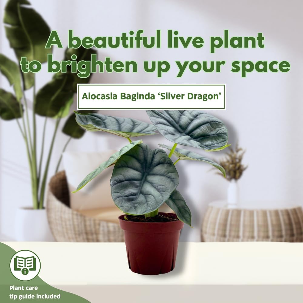 Alocasia Silver Dragon, Super Rare Jewel Alocasia, in 4 inch Pot, Alocasia baginda