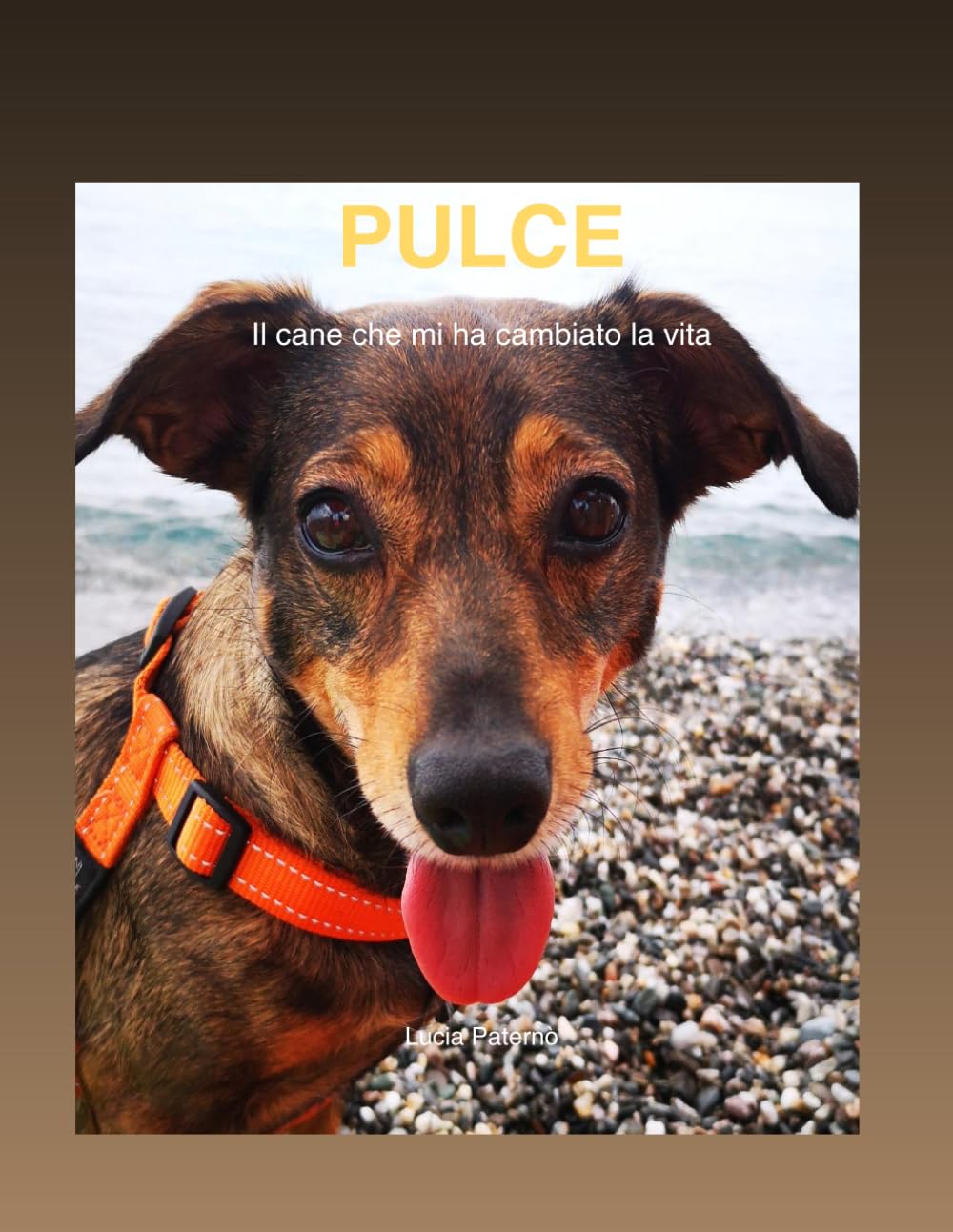 PULCE: QUATTRO ZAMPE PER RIMETTERMI AL MONDO, OGGI IL MIO SOLE DENTRO AL CUORE