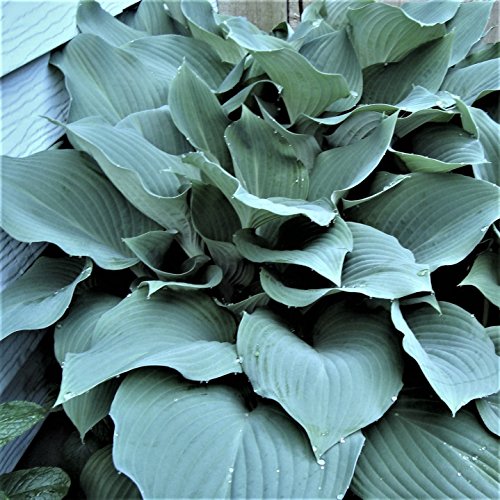 Hosta 'Blue Angel' (3 Pack) Plant Roots For Gardening - Blue-Green Plantain Lily Bareroots - From Easy To Grow #TOP1