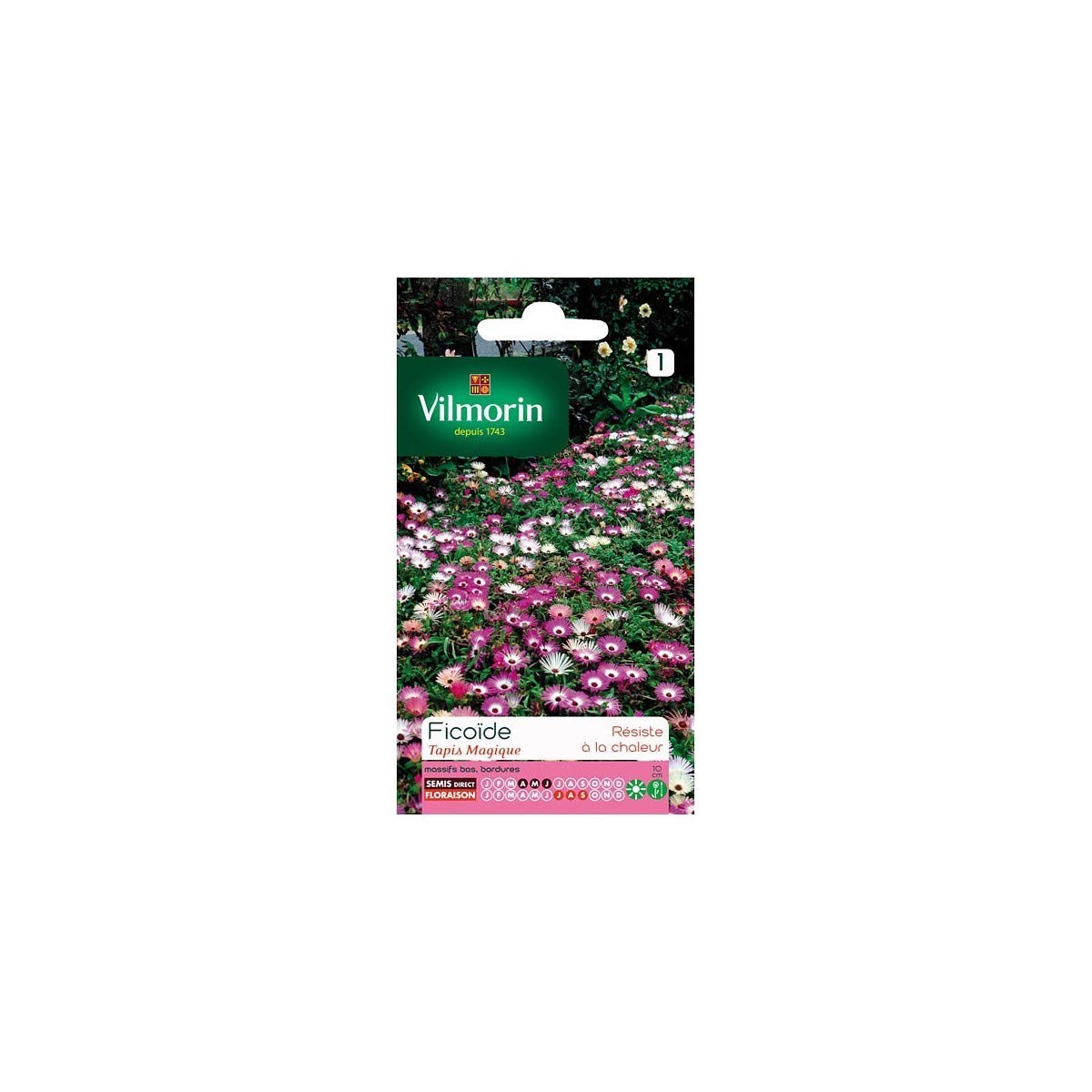 200 Graines De Ficoïde 'Tapis Magique' - Plante Vivace Couvre-sol - Fleurs Colorées - Résistante à La Sécheresse