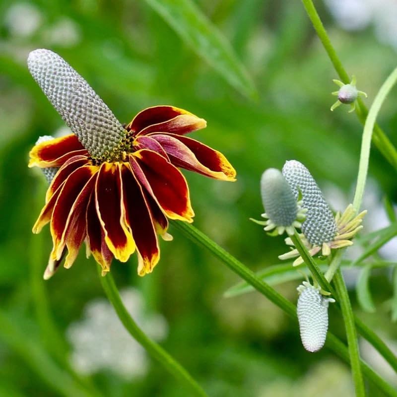 RATIBIDA columifera (Mexican Hat, Upright Prairie Coneflower) Flower Seeds, Unique Cone-Shaped Flowers, Highly Attractive to Pollinators, Seeds by MySeeds.Co, You Choose The Amount (1/2 LB)