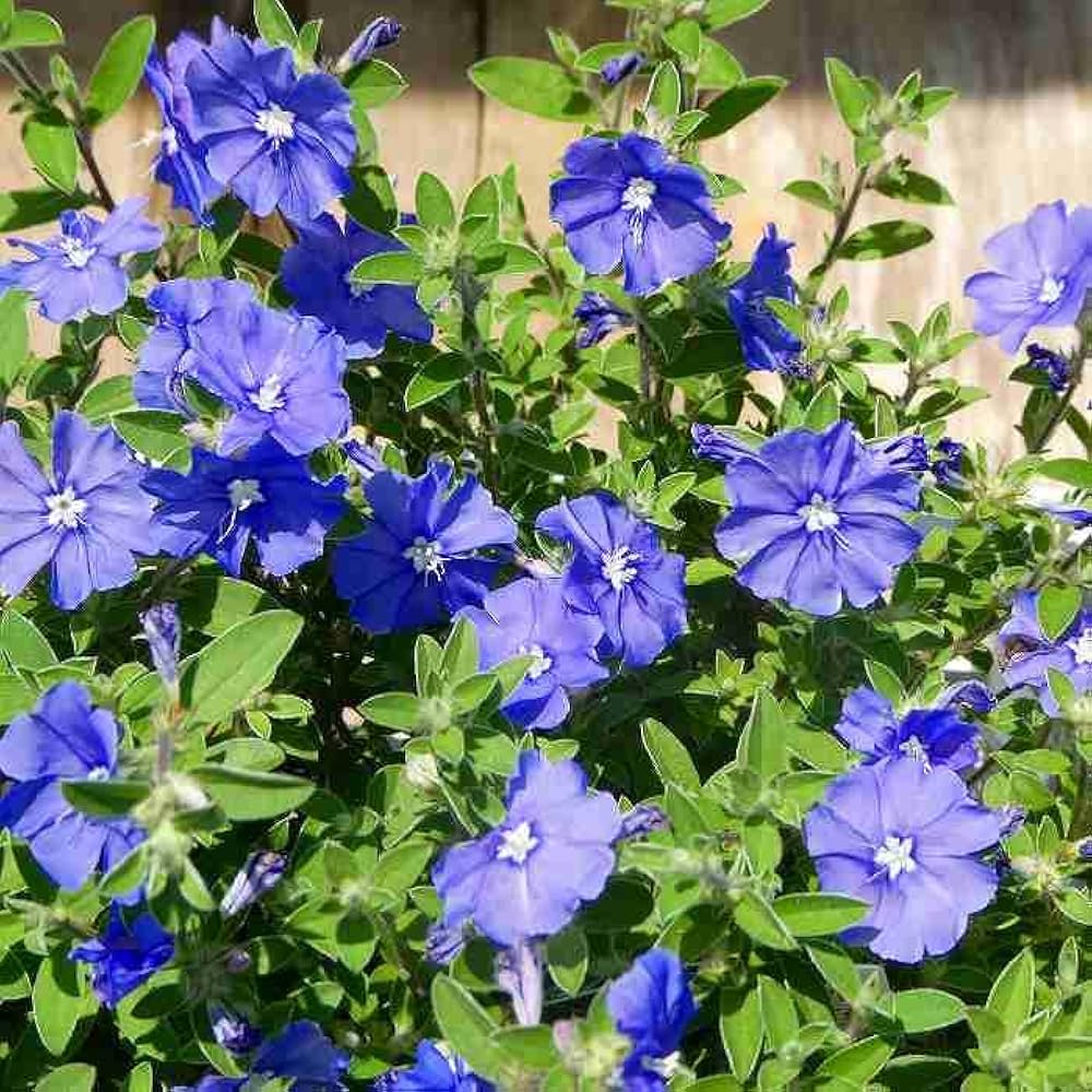 アメリカンブルー様 Amazon.co.jp: エボルブルス 苗 水色小町 コンパクト アメリカン