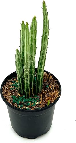 Miniatura 2 de ragnaroc Suculentas vivas  Senecio Stapeliiformis en maceta de 4 pulgadas, 1 unidad, llegada en vivo garantizada, suculentas en maceta, plantas de