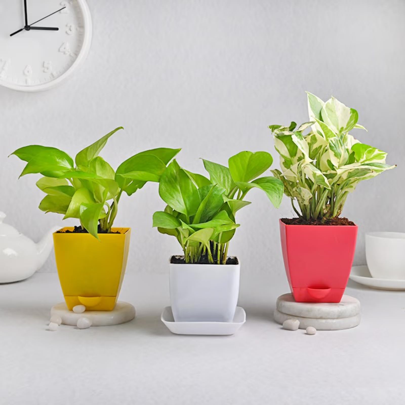 FlowerAura Air Purifying Set Of 3 (Golden Money Plant, Green Money Plant & White Pothos Plant) Indoor Plants With Plastic Vase Pot For Living Room, Table Corner, Office/Home (Same Day Delivery) (B0C3J3BBZ4) Amazon Price History, Amazon Price Tracker
