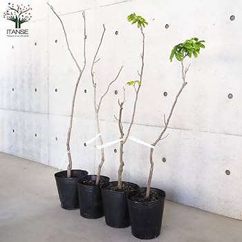 Amazon.co.jp: ロンガン(竜眼・リュウガン)の苗木 7号ポット【品種で