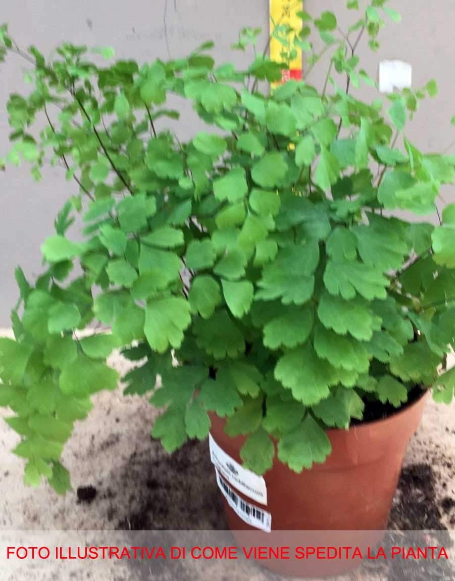 1 PIANTA DI ADIANTUM RADDIANUM FRAGRANS VASO 12CM PIANTA DA APPARTAMENTO