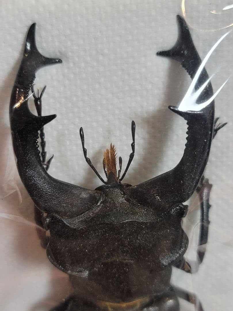 アグリアスファルキドンフルニエ美麗青紫の幻光 蝶標本 昆虫標本