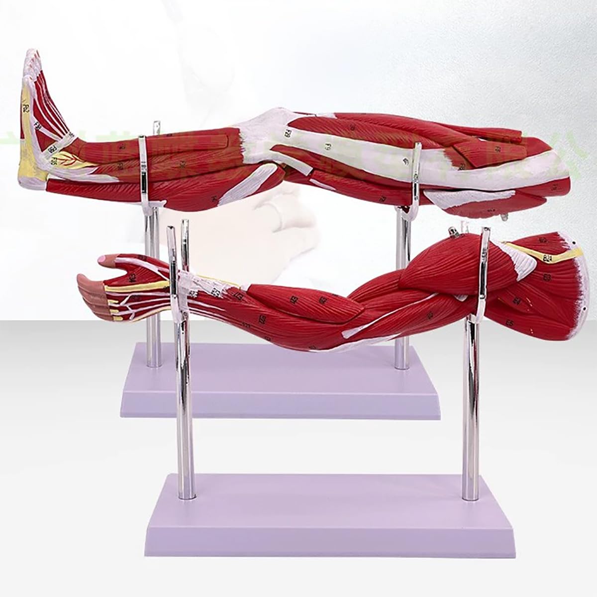 GJLRS Human Upper & Lower Limb Muscle Model, Detachable Design with Numbered Logo, for Study Display Teaching Medical Model, Leg Movement System, Upper Limb Muscle Anatomy Model