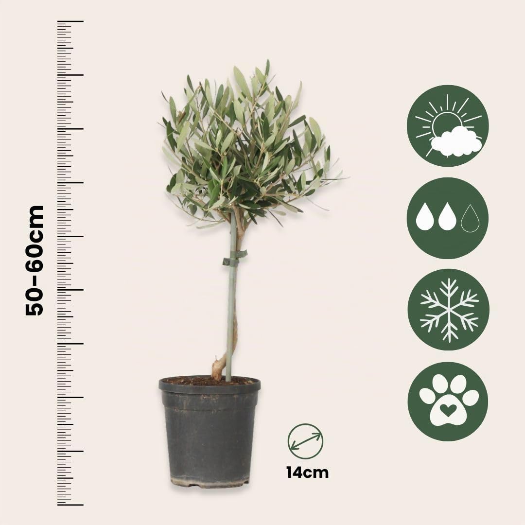 Plant in a Box - Olivo sobre tronco - Set de 2 - Olea Europaea - Maceta 14cm - Altura 50-60cm