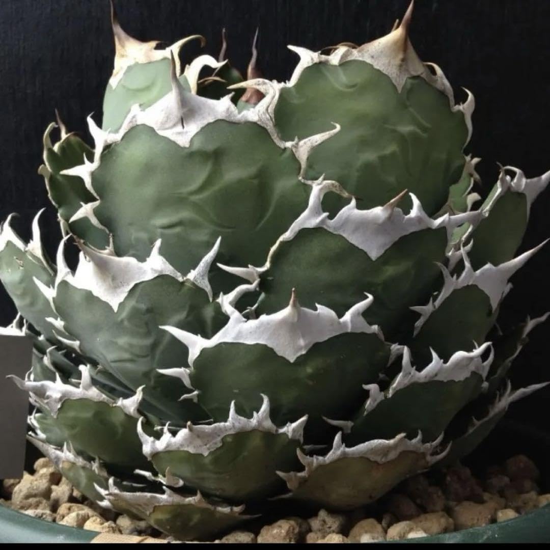 アガベ チタノタ 白象