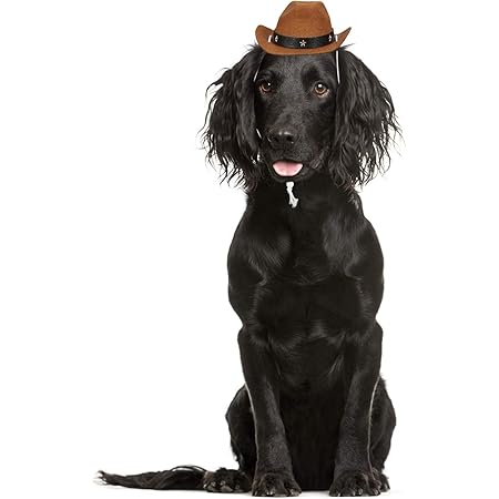small dog cowboy hat