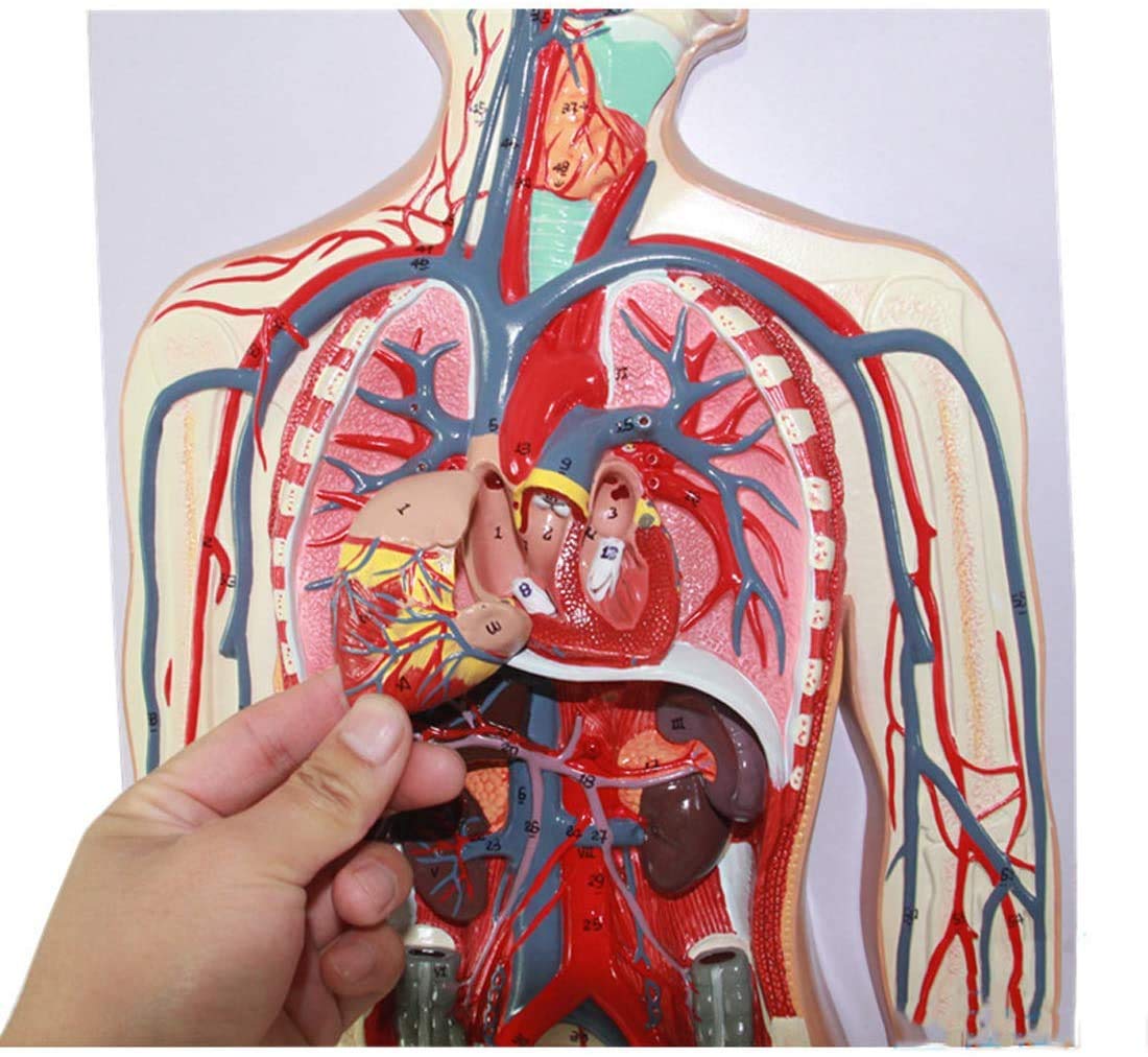 人体模型 血管詳細 1/2モデル Amazon.co.jp: 全身の動脈・静脈の走行が一目で分かる模型です