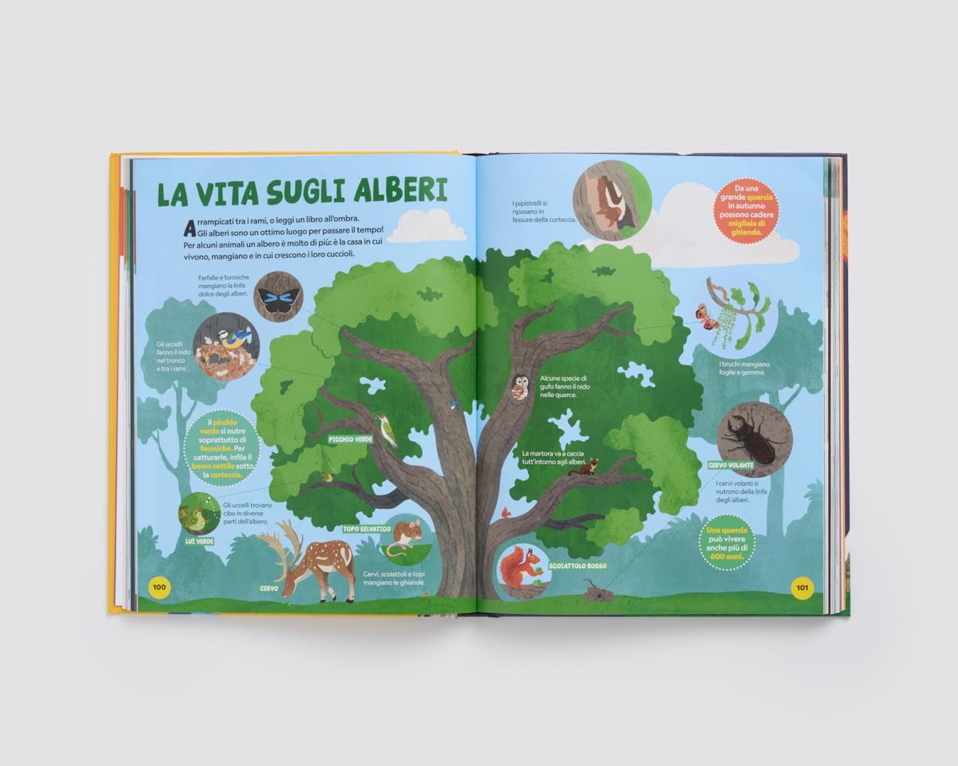 La mia prima grande enciclopedia. Ediz. a colori