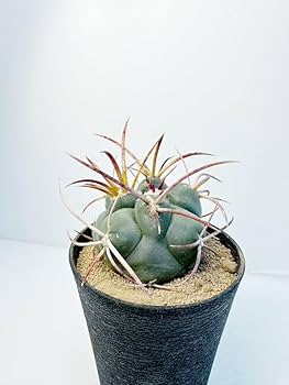 テクロカクタス 緋冠竜実生 サボテン：テロカクタス 緋冠竜 T氏実生*幅3.5cm | サボテン