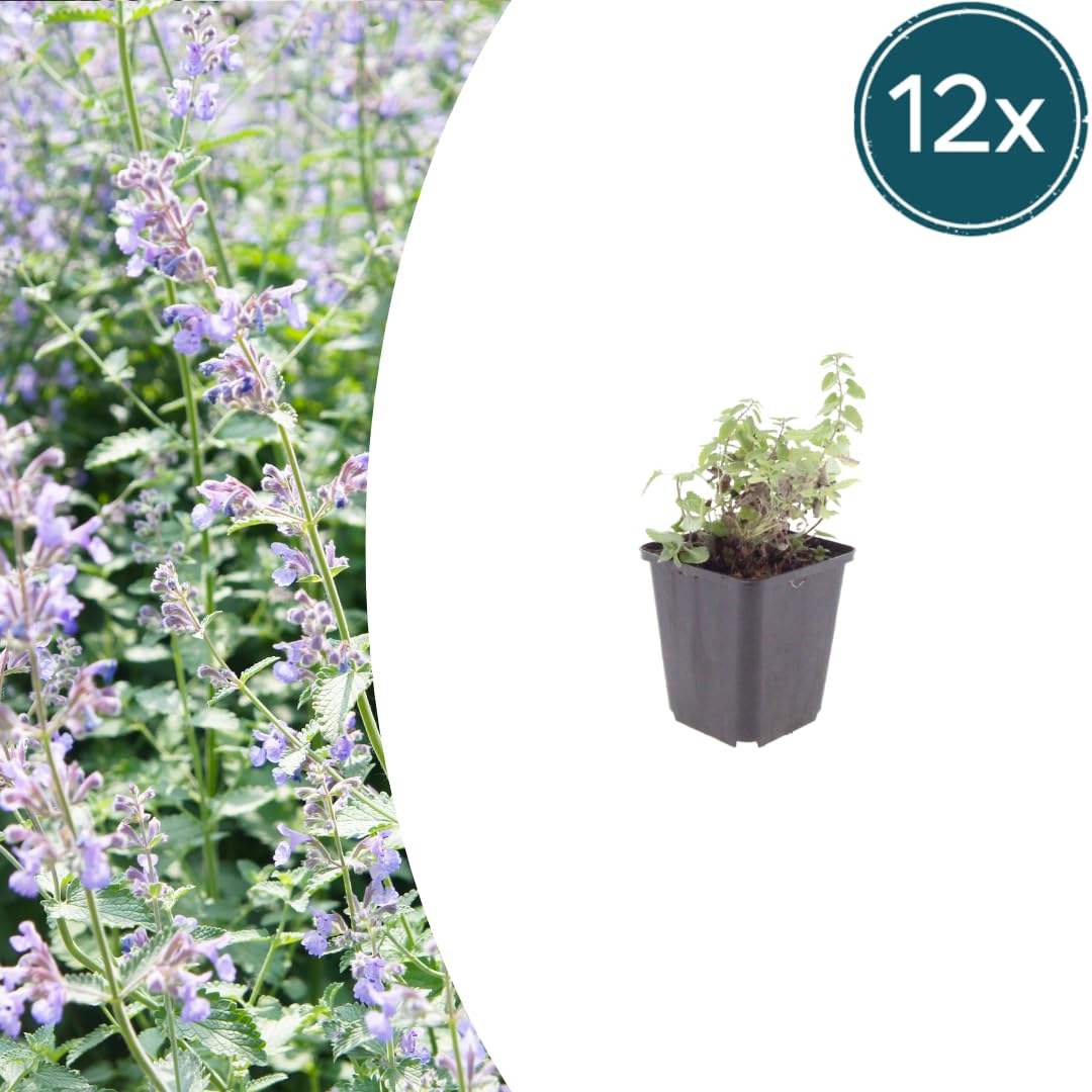 Nepeta Faassenii Perenne, per Bordure e Giardini, Blu Lavanda, Set da 12
