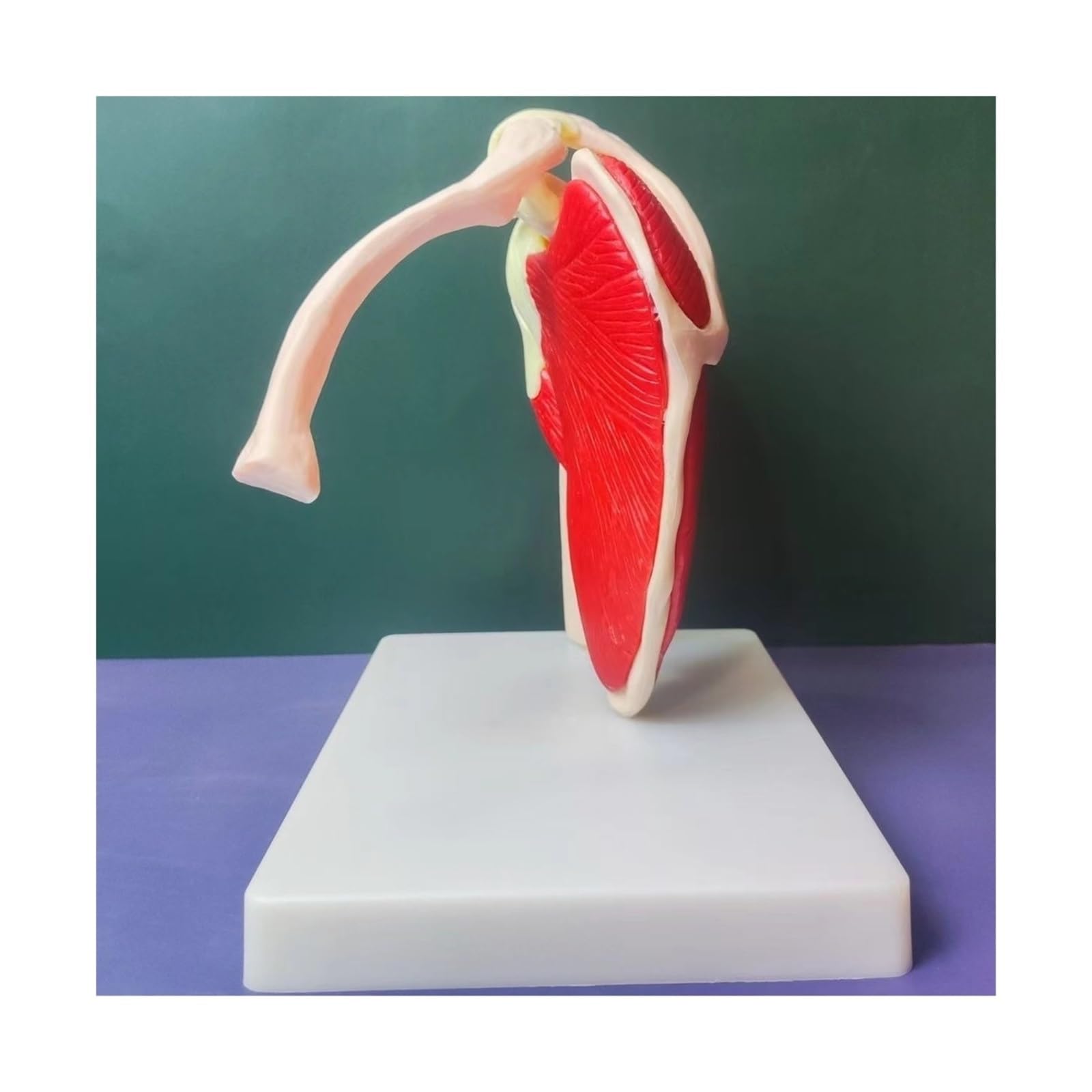 Squelette Humain épaule Omoplate clavicule modèle Musculaire Articulation Fonctionnelle Ligament médical Aide pédagogique