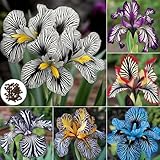 Zoom IMG-1 roadoor 200 pezzi seltene orchideensamen Zoom IMG-1 roadoor 200 pezzi seltene orchideensamen