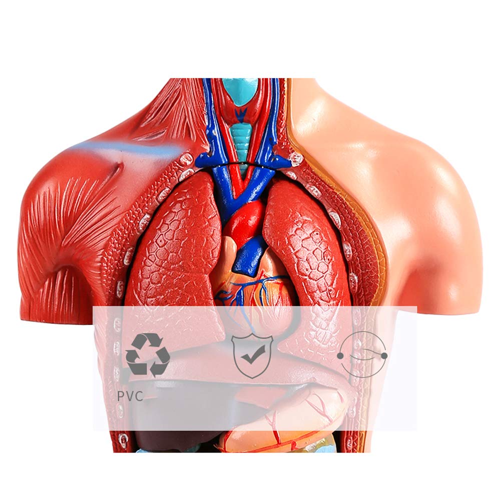 42 cm Mini Model tułowia anatomii człowieka, ciało narządów anatomicznych do nauczania zestaw narzędzi medycznych 18 sztuk bezpłciowy