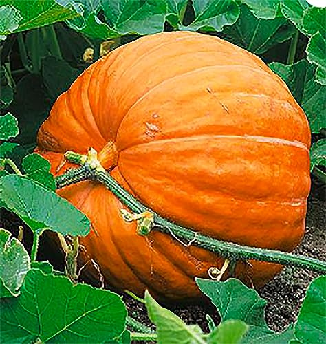 Giant Pumpkin Seeds for Planting 10 Dills Atlantic Seeds for Record-Breaking Pumpkins! Vegetables for Outdoor Planting Grown in the USA