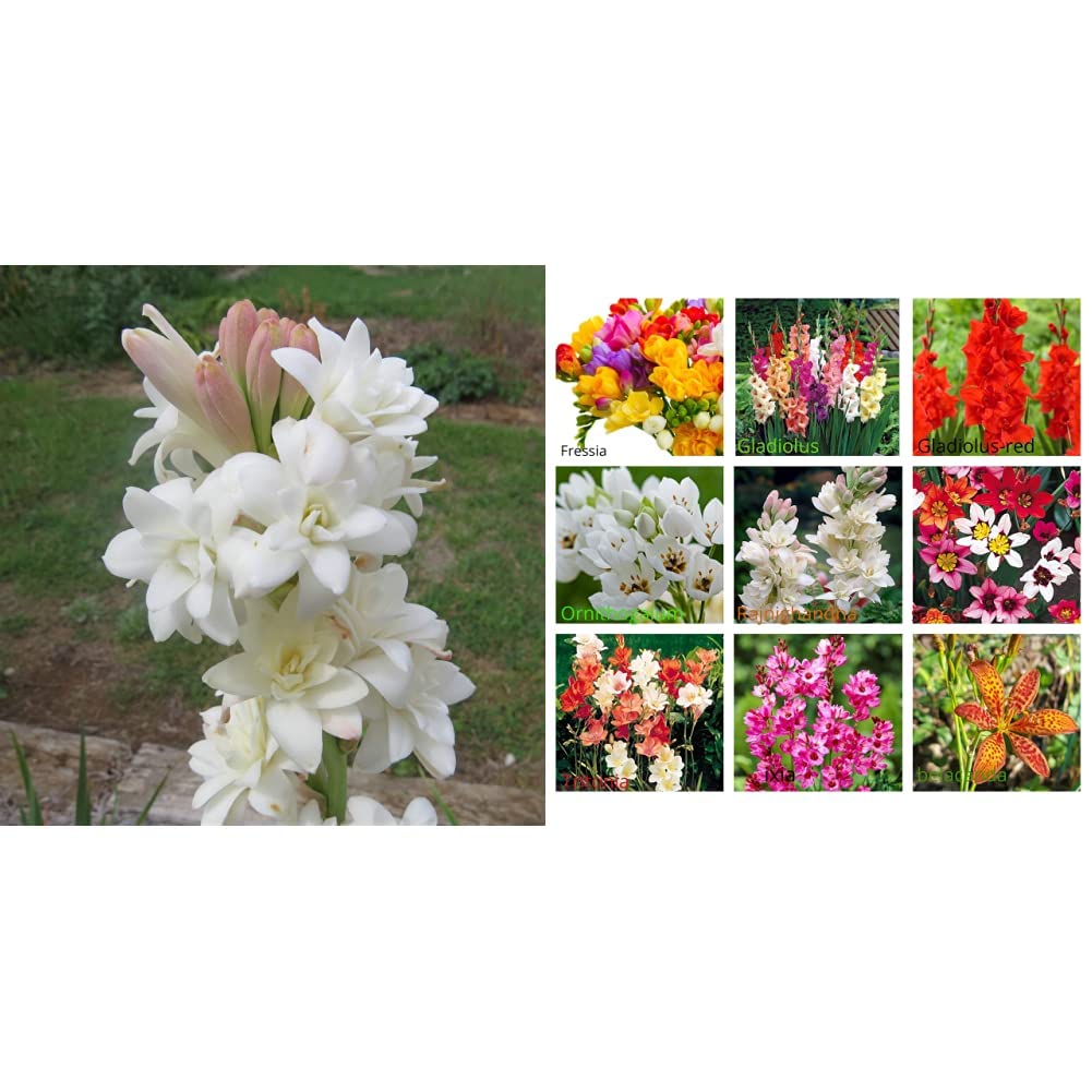 Kraft Seeds Rajnighandha or Tuberose Flower Bulbs (White, Pack of 8