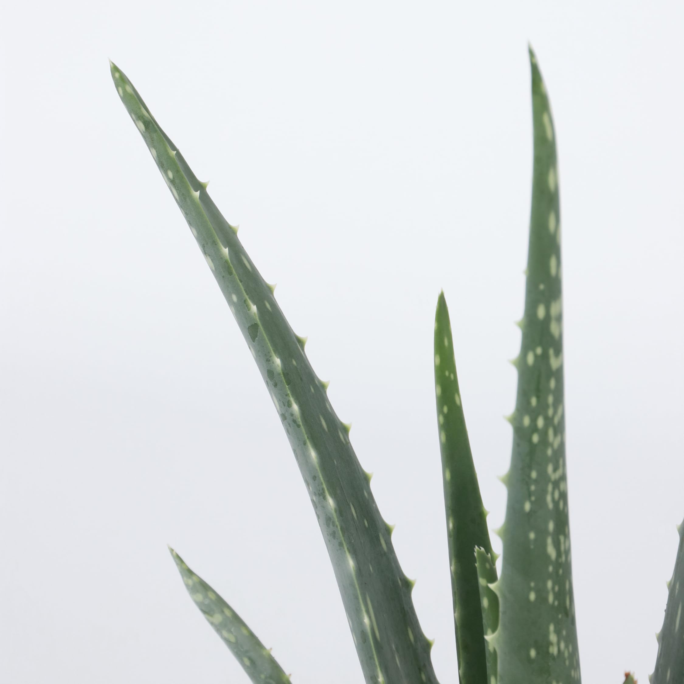 Plant in a Box - Aloe Vera - Set de 4 - Plante d'intérieur - Succulents - Pot 10,5cm - Hauteur 25-40cm