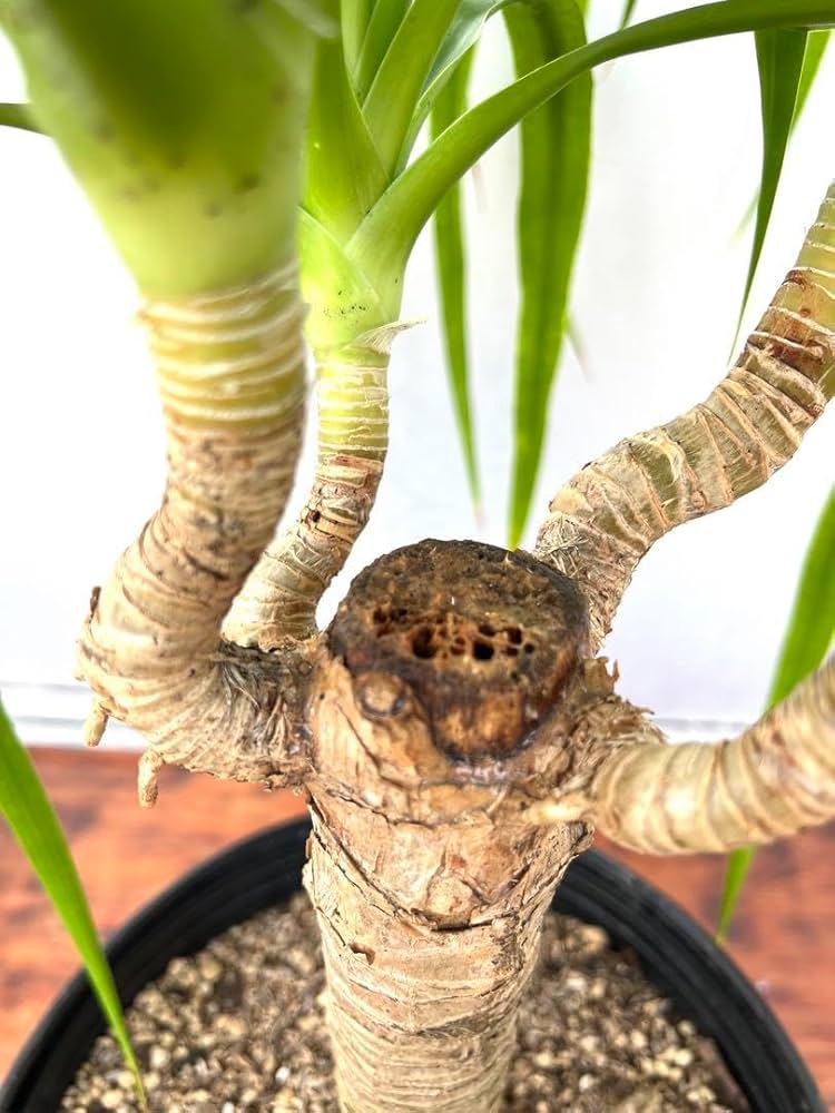 Amazon｜＊ドラセナ カンボジアーナ カンボジアナ4又観葉植物