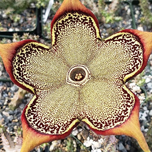Edithcolea Grandis Cacti Cactus Succulent Real Live Plant #TOP21