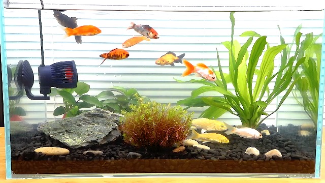 海水水流ポンプ Amazon.co.jp: 水流ポンプ ウェーブポンプ 組み上げポンプ 水を