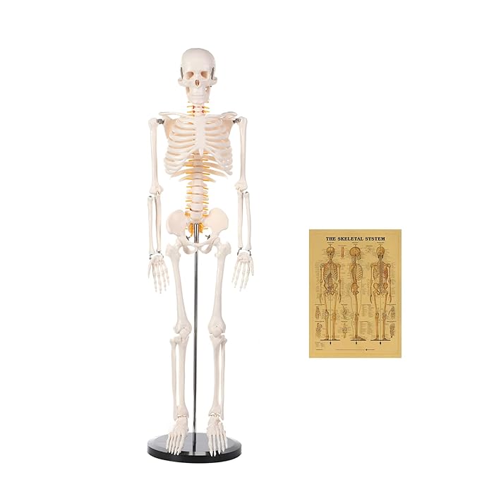 Buy Human Skeleton Model for Anatomy 34” Tall Life Size Skeleton with