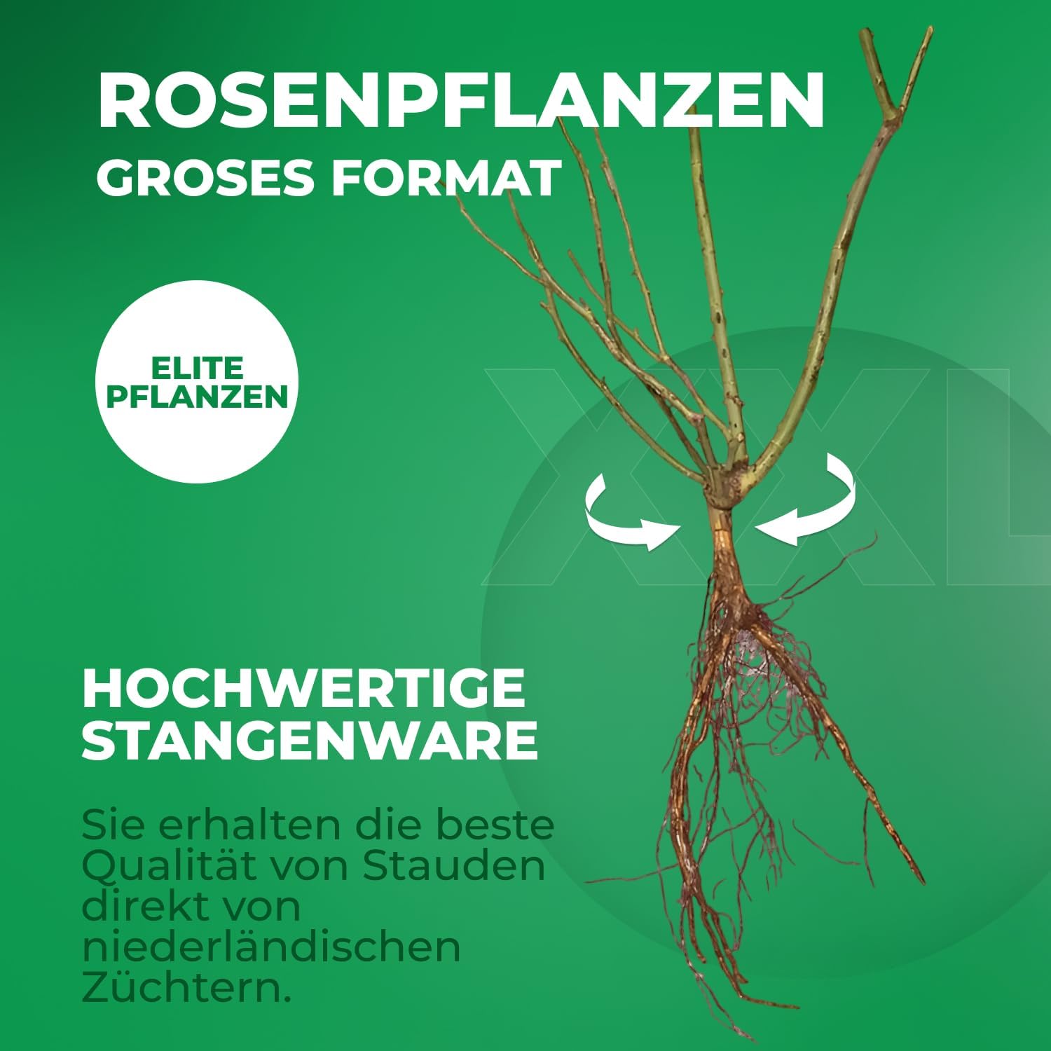 Naranja - Climber, Rosa Trepadora - Rosa Sin Fragancia - Metanoïa - Compra De Rosas En Línea