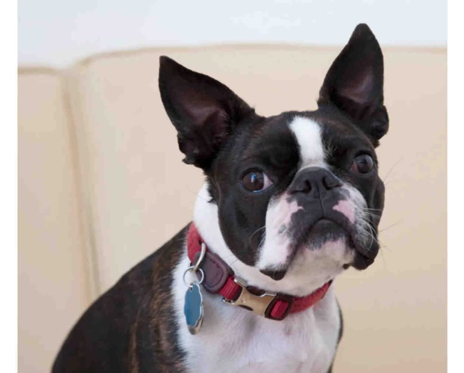 JNNPY Cross Stitch Kits for Adults,Boston Terrier,11CT Printed Cross Stitch Kits for Beginners,Stamped Cross Stitch Kit for Wall Art Home Decoration 16x20Inch