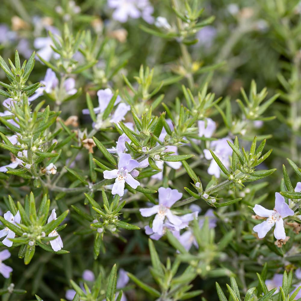 Yougarden Pale Blue Westringia Coastal Rosemary, Evergreen Shrub, 18Cm Pot, Silvery Foliage, Pollinator Friendly Garden Plant Ready To Plant