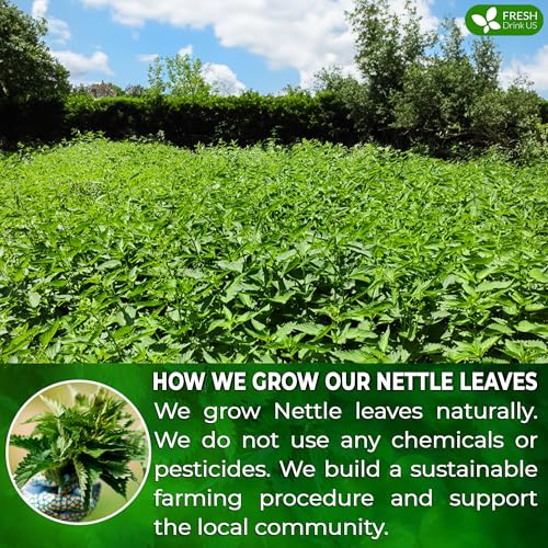 Image of FreshDrinkUS, Premium Perilla Leaf Tea - 30 Tea Bags | 100% Pure Perilla Leaves | Caffeine-Free, Non-GMO, Natural Packaging | Herbal Tea Bags for Daily Enjoyment. Gluten-Free. Sugar-Free. Vegan