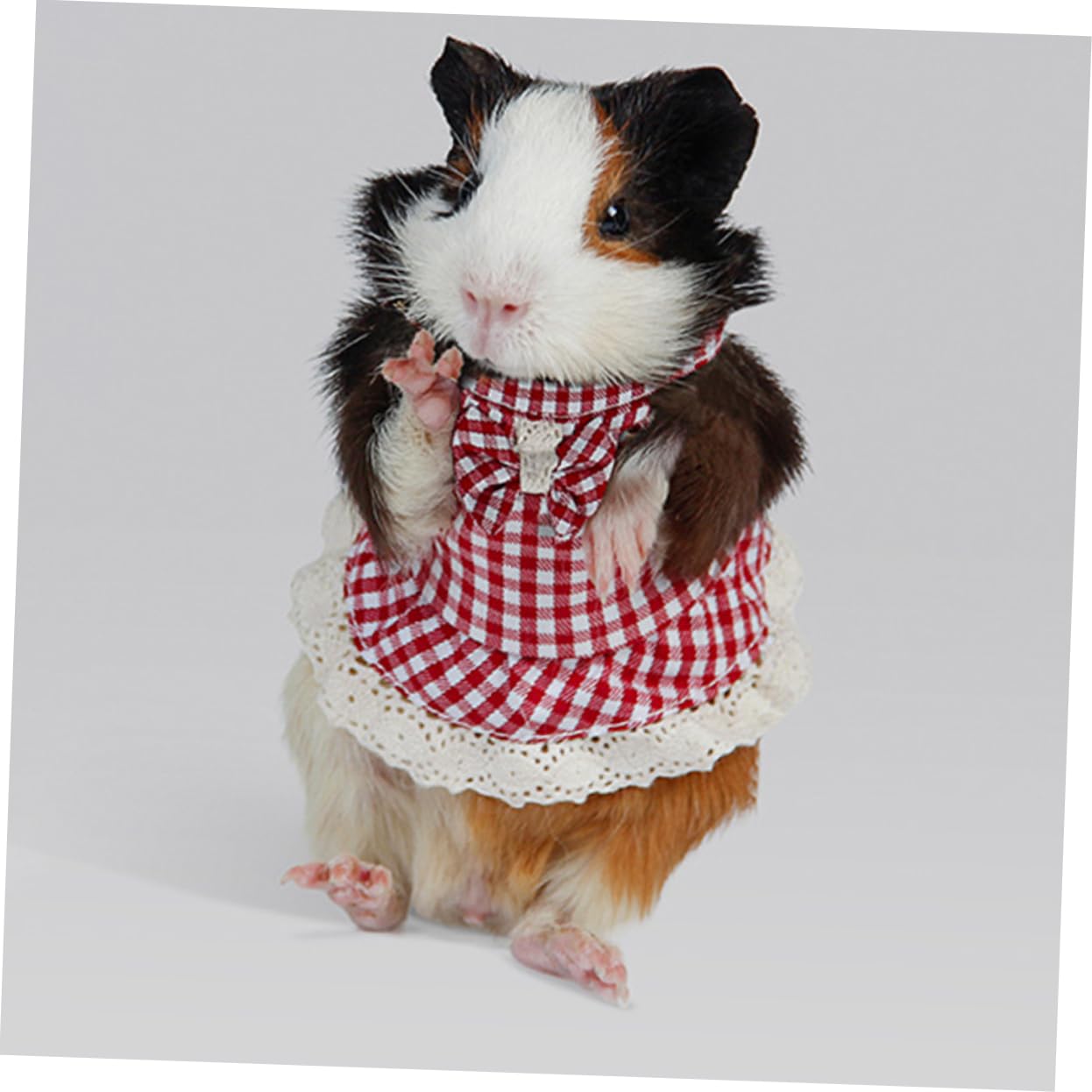 Yardwe Set Da 5 Pezzi Per Piccoli Animali E Guinzaglio Di Trazione Per Furetti E Gattini Design Robusto E Confortevole