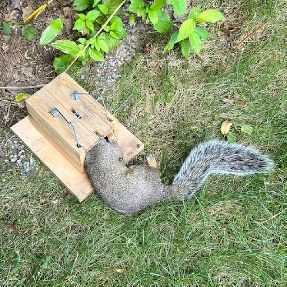 【美品】【希少品】Squirrel Bait 61XXRhPjpQL._UF1000,1000_QL80_.jpg