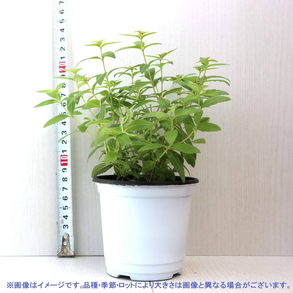 レモンバーベナ　ネーブル4kg+デコ4.5kgぐるりん レモンバーベナ ネーブル4kg+デコ4.5kgぐるりん Amazon.co.jp