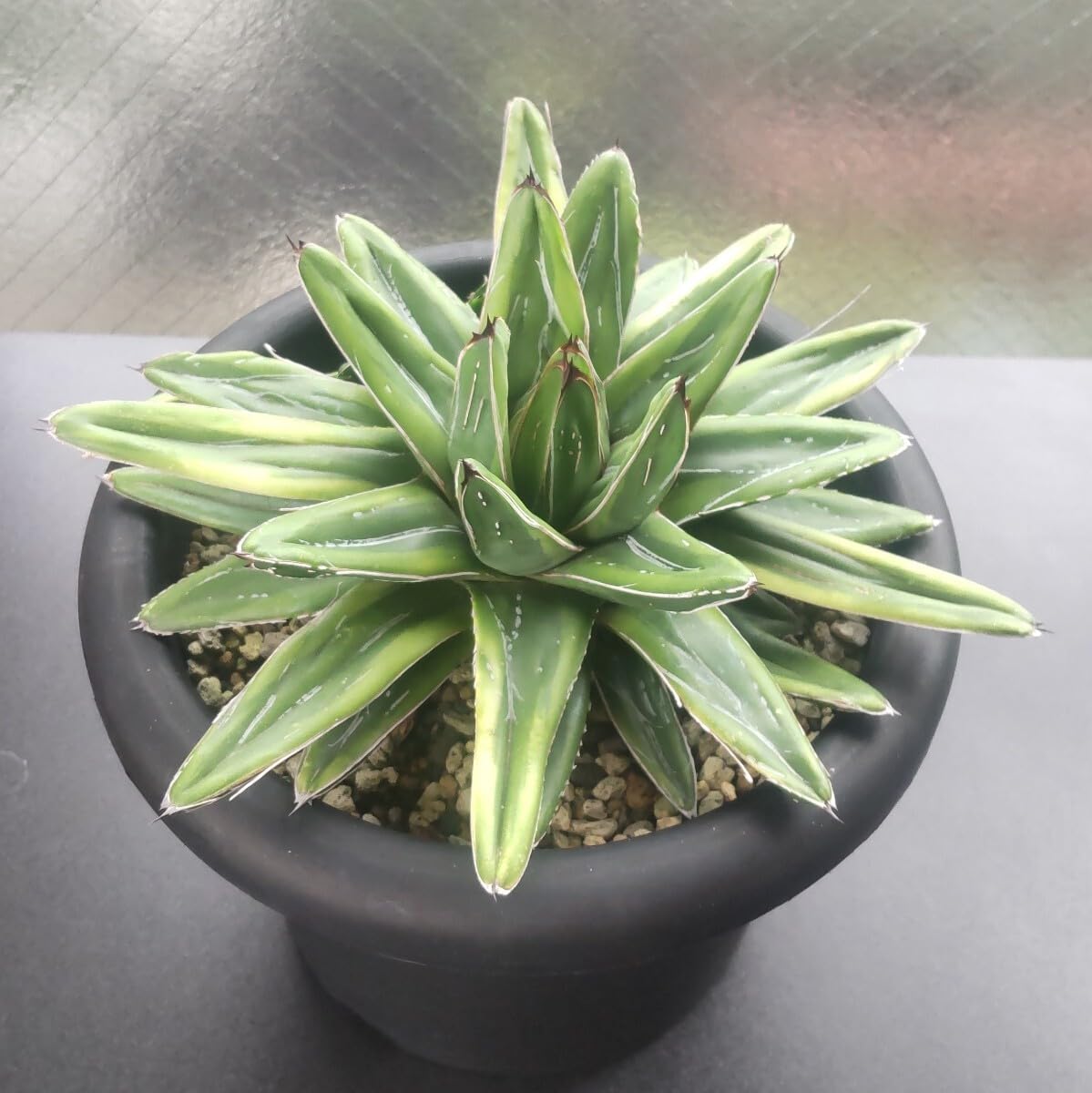 Amazon.co.jp: アガベ 笹の雪 フランシスアイボリー Agave 種 散斑 笹  