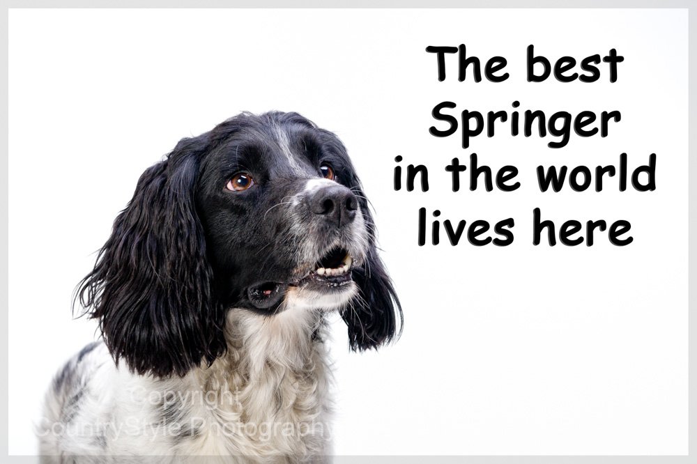 Countrystyle Gifts Springer Spaniel Fridge Magnet. Ideal Christmas Or Birthday Gift
