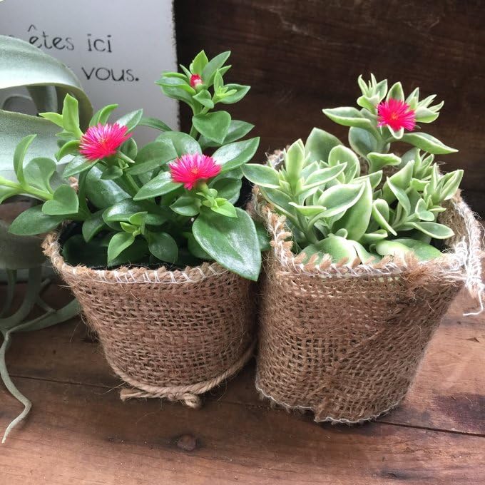 ベビーサンローズ様　90苗セット 61yw-tZud3L._UF350,350_QL50_.jpg