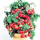 tomates cherry plantar Unit Type: lot (200 pieces/lot) Package Weight: 0.02kg (0.04lb.) Package Size: 10cm x 10cm x 10cm (3.94in x 3.94in x 3.94in) Brand Name: YOUPANGPANG Product Type: Bonsai Size: Small Mini Large Medium Climate: Temperate Classification: Happy Farm Function: Refreshing Style: Annual Full-bloom Period: Summer Flowerpot: Excluded Applicable Constellation: Scorpio Use: Outdoor Plants Variety: Tomato Model Number: tomato seeds Location: Courtyard Type: Herbs Cultiva