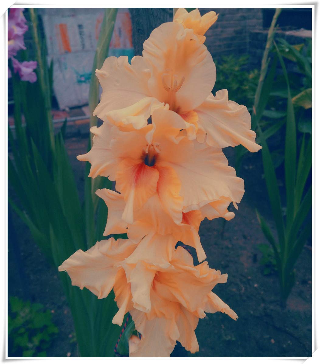 Amazon グラディオラス球根 グラディオラス球根 球根 販売 開花植物 春の花 綺麗な 観賞植物 庭の装飾植物 豊かな色 奇妙な花柄 明るい色 友達に送ることができます 8 球根 2 花 Amazon グラディオラス球根 グラディオラス球根 球根 販売 開花植物 春の花 綺麗な 観賞植物 庭の装飾植物 豊かな色 奇妙な花柄 明るい色 友達に送ることができます 8 球根 2 花