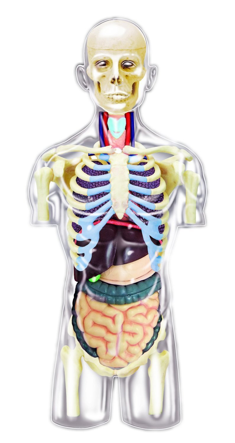 TEDCO4D Master Transparent Human Anatomy Torso Model Kit, One Color