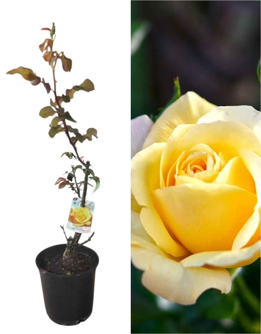 Planta natural Rosal de Flor Amarilla, 30-40 cm. Flores muy aromaticas. Atrae polinizadores, decora el jardín y mejora el bienestar emocional. Segura Garden