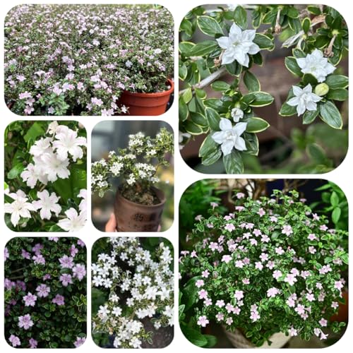 semillas de serissa, serissa foetida, flores de jardín, semillas de plantas de interior Plantas de sombra, flores para balcón, Plantas de balcón resistentes, semillas de pradera 85pcs