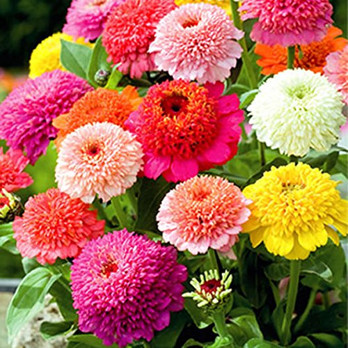 David's Garden Seeds Flower Zinnia Mixed Colors Scabiosa SL6215 (Multi) 500 Non-GMO, Open Pollinated Seeds