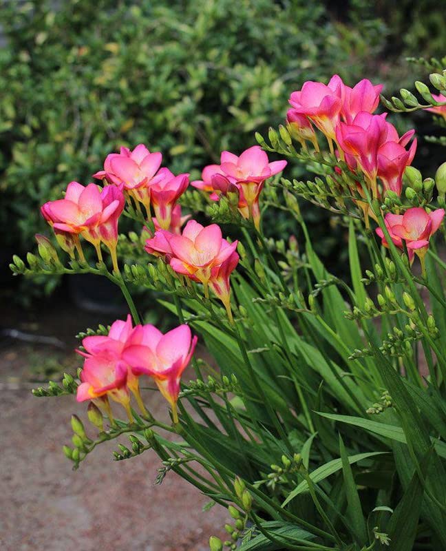 Siviga® Imported freesia flowers bulbs for Your Garden pink shade