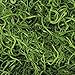 Dried Spanish Moss colors -- 3lb Bulk Green