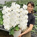 ふじみ野ラン園 大輪胡蝶蘭3本立ち 会社関係のお祝いや開店祝いにお値段以上のプレミアムクラス！お祝い ギフト お供え 当選祝い 叙勲 お誕生日 お返しに(白つぼみ含む33輪以上)